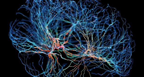 An illustration of the brain’s neurons.jpg